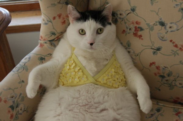 Why is there a picture of a Hitler cat wearing a bikini at the end of ...